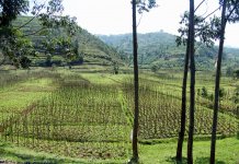 Rwanda’s Central Bank Is Researching a Possible Digital Currency Launch