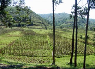 Rwanda’s Central Bank Is Researching a Possible Digital Currency Launch