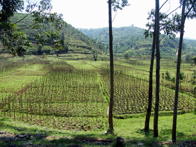 Rwanda’s Central Bank Is Researching a Possible Digital Currency Launch