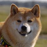 Doge-Coin-Founder-Speaks-After-Elon-Tweets