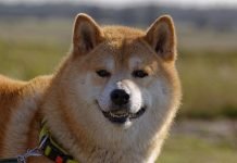 AltCoinTrader To Launch SHIB