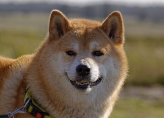 AltCoinTrader To Launch SHIB