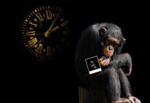 Bored Ape Yacht Club Hacked – Founder Speaks